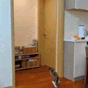 Door Hanging Funny Cat Toy