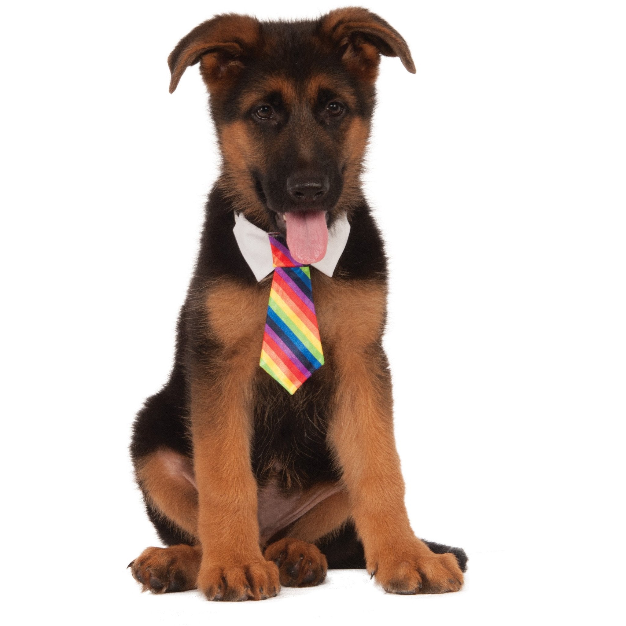 Rainbow Pet Necktie
